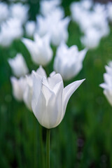 Delightful and charming white tulips. Alley of snow-white tulips. Spring decoration in the park, garden. Beautiful spring flowers
