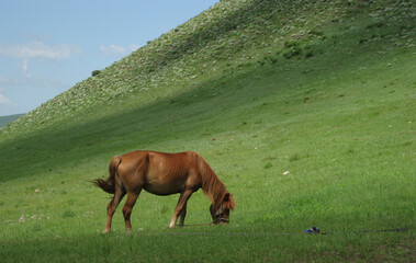 A horse in pasture