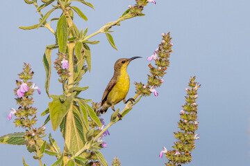 Purple sunbird - Cinnyris asiaticus 