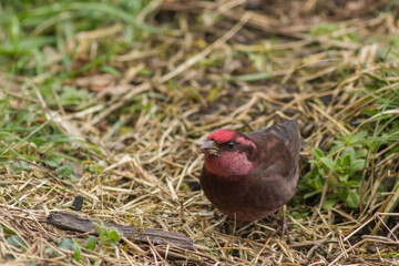 Close up shot of Dark breasted rose finch bird with selective focus.