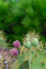 Close up of cactus plant with cactus fruit in nature