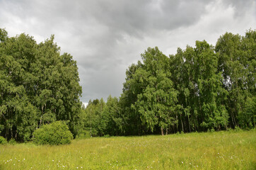 Obraz premium лес береза дерево forest birch tree
