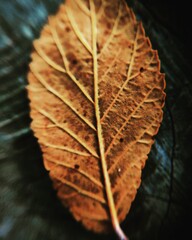 close up of leaf