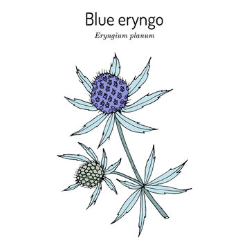 Blue Eryngo, or flat sea holly Eryngium Planum , medicinal plant