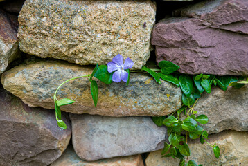 Flowering plant between a stone wall