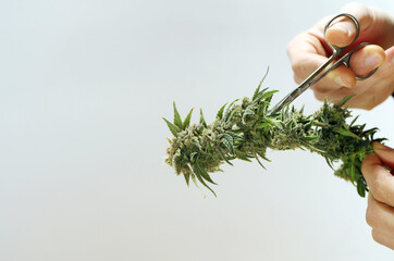 Hands trimming cannabis branch with scissors. Harvesting marijuana plant. Cultivation weed 