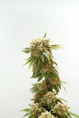 Close up Cannabis branch. CBD plant. Medical Marijuana buds. Vertical orientation 