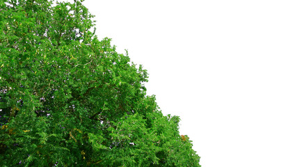 The bushes were exposed to the early morning sun. tree isolated on whte background with clipping path