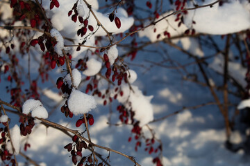 red berries under snow