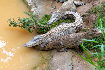crocodile