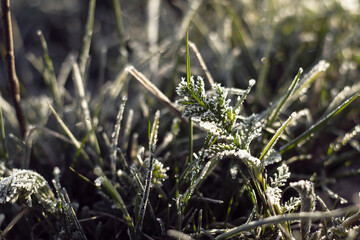 Green grass covered with frost. Frost on fresh green grass. Macro photography of frost on the grass.