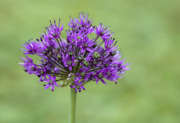 close up of violet decorative garlic flower in nature