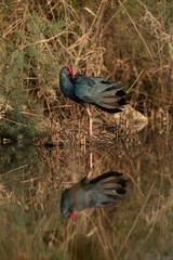 Grey-headed Swamphen preening with dramatic reflection ion water at Asker Marsh, Bahrain