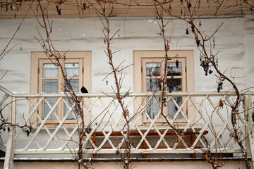 blackbird sitting on a balustrade of vintage wooden house between hanging grapes