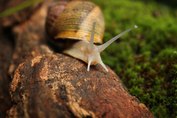Common garden snail crawling on tree bark, closeup