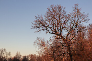 Fototapeta na wymiar Bautiful landskape nature in winter