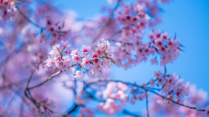 Pink Flower Blossom 