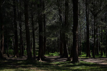 Dark Forest Ambience