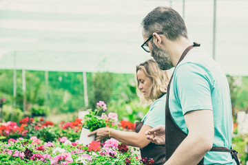 Two focused florists caring of blooming plants in greenhouse and wearing aprons. Pensive female gardener holding pot with geranium flower. Selective focus. Gardening activity and summer concept