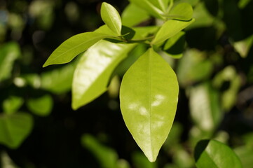 Hojas