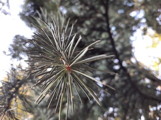 spruce 