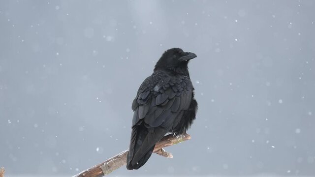 Raven ( Corvus corax )