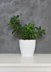 green houseplant in a white pot on white furniture from a gray background