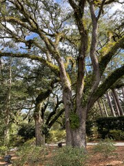 Virginia oak trees with fern covered branches 