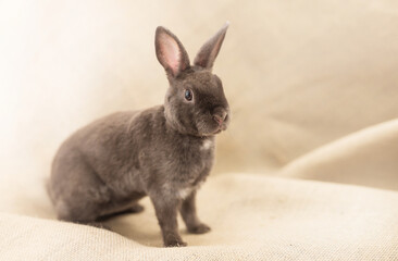 Naklejka premium fluffy grey pet rabbit on beige background
