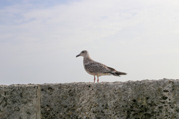 Möwe  auf Betonmauer.