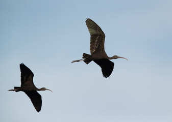 A pair of Glossy Ibis in flight at Asker Marsh, Bahrain