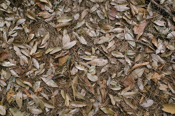 Many dry and dry pine leaves on the ground
