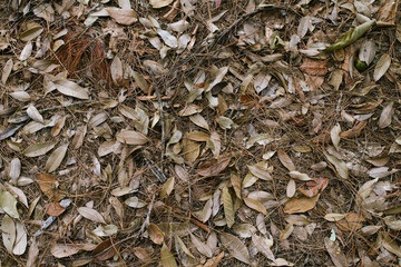 Many dry and dry pine leaves on the ground