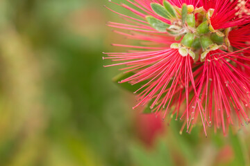 Red mimosa blossoms