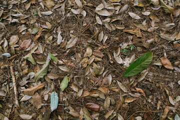 Many dry and dry pine leaves on the ground