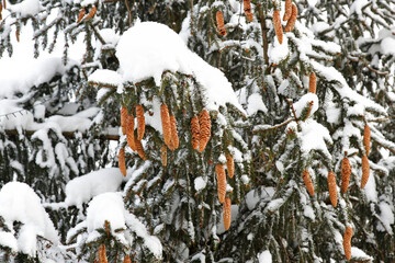 spruce with cones under the snow and christmas lights