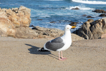 california gull rests at the rocky coast