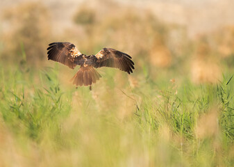 Eurasian Marsh harrier landing at Asker Marsh, Bahrain