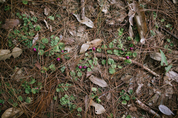 Many dry and dry pine leaves on the ground