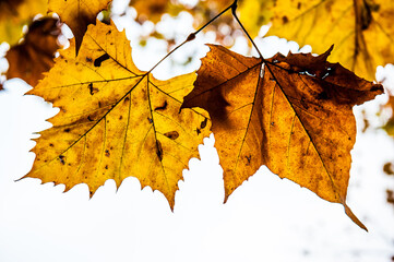 due foglie gemelle in autunno - controluce