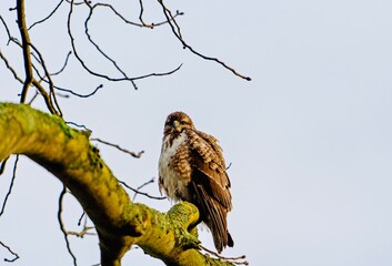 buzzard in the tree