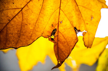 primo piano della venatura di una foglia in autunno