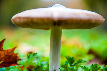 macro di un fungo ad ombrello