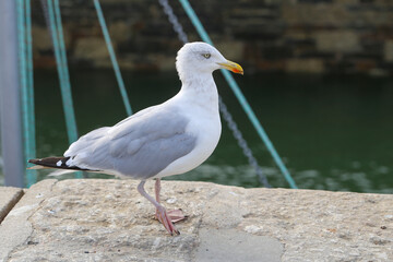 Stolze Möwe auf Betonmauer am Meer 