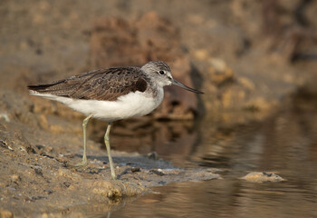 Common Greenshank at Asker Marsh, Bahrain