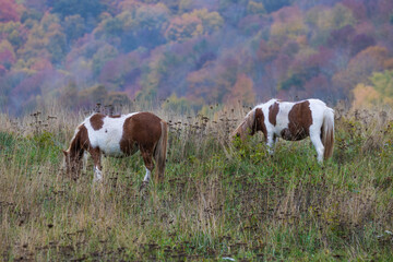 Fototapeta na wymiar Wild Ponies in Greyson Heights State Park in Virginia on a rainy day.