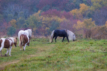 Wild Ponies in Greyson Heights State Park in Virginia on a rainy day.