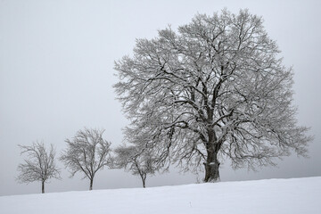 The mighty old, snow-covered oak towers high above the fruit trees in the white winter landscape..
