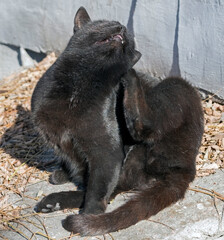 Cat washing itself