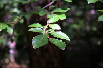 Beech leaves on the branch, mostly illuminated by the sun, in the woods